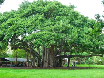 Triết lý về cây cổ thụ: không cây nào mới gieo mầm đã trở thành cây cổ thụ