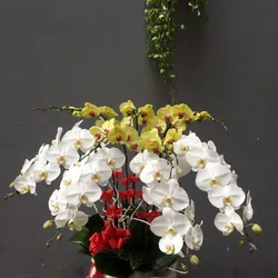 Chậu hoa lan hồ điệp 