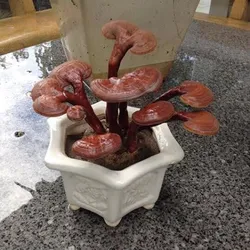 Chậu Nấm Linh chi Bonsai