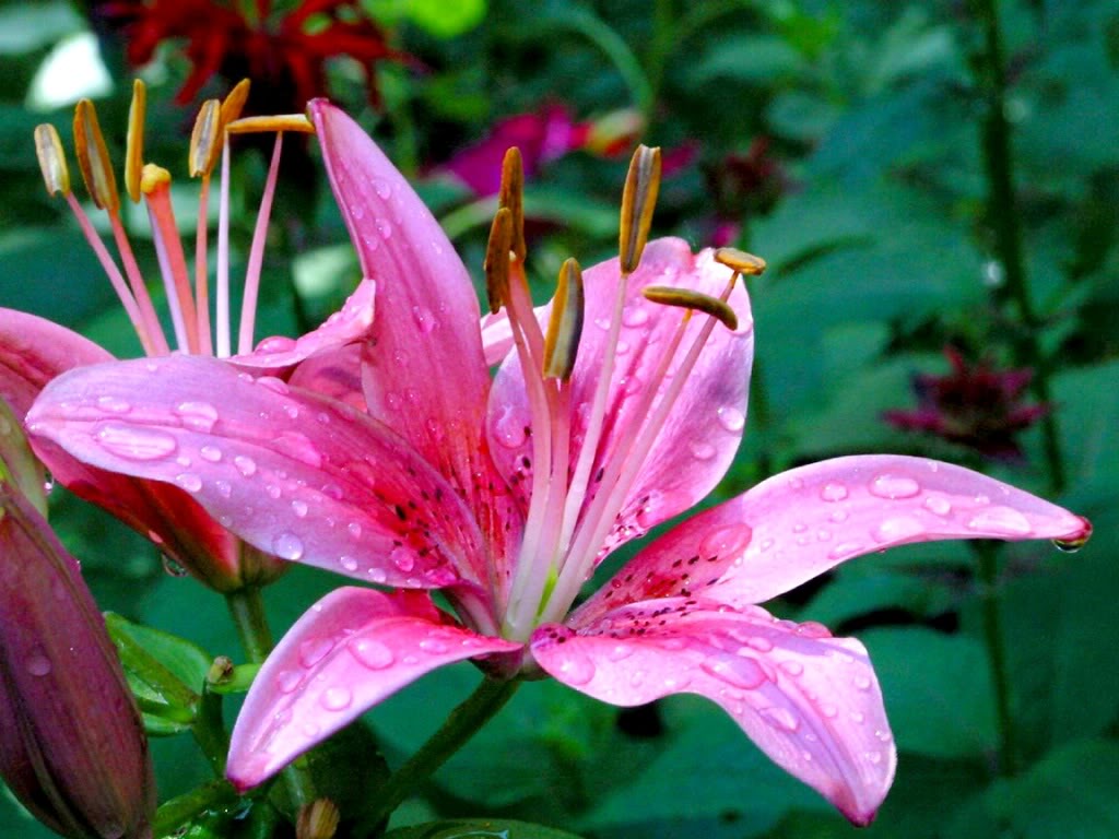 Hoa Lily mang đến sự tinh tế và thanh lịch cho không gian sống của bạn. Với những bông hoa to lớn và màu sắc trang nhã, Hoa Lily chắc chắn là một lựa chọn hoàn hảo cho ngôi nhà của bạn. Xem hình ảnh liên quan để tìm hiểu hơn về loại hoa này.