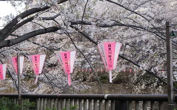 Lễ hội hoa anh đào Nakameguro tại Tokyo bị hủy để phòng dịch bệnh COVID-19 lây lan Lễ hội hoa anh đào Nakameguro tại Tokyo bị hủy để phòng dịch bệnh COVID-19 lây lan