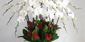 Lan Hồ Điệp Lan Hồ Điệp