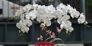 Vườn Lan Bình Dương Vườn Lan Bình Dương