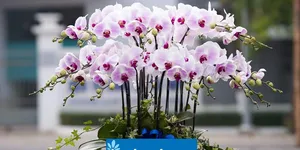Lan Hồ Điệp Bình Dương Lan Hồ Điệp Bình Dương