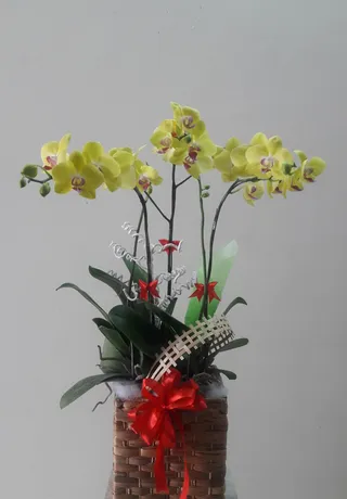 Chậu Lan Hồ Điệp Vàng Tất Niên