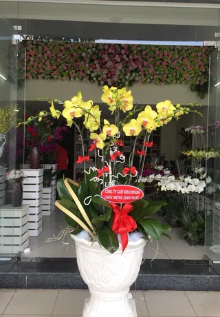 Chậu Lan Hồ Điệp Vàng Ngày Lễ