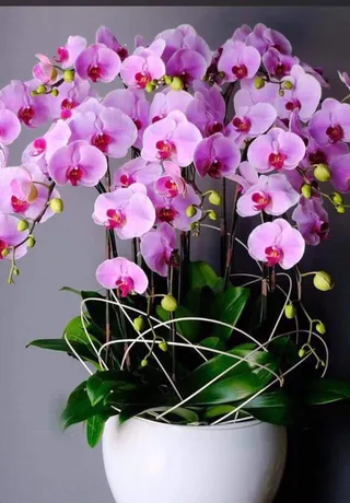 Chậu Lan Hồ Điệp Hồng Cảm Ơn