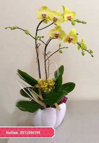Chậu Lan Hồ Điệp Vàng Thanh Cao