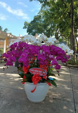 Chậu Lan Hồ Điệp Đa Sắc 48