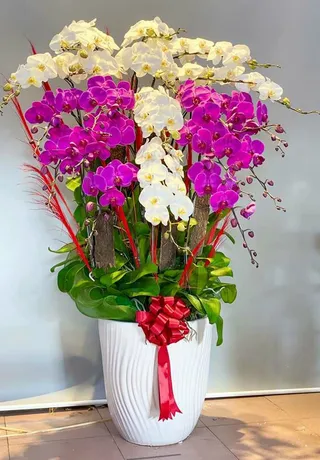 Chậu Lan Hồ Điệp Bình Dương 13