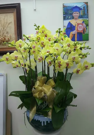 Chậu Lan Hồ Điệp Bình Dương 17