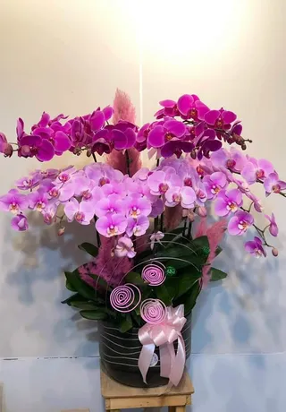 Chậu Lan Hồ Điệp Bình Dương 19