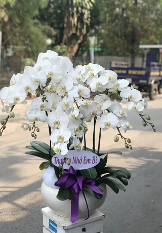 Chậu Lan Hồ Điệp Bình Dương 20