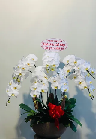 Chậu Lan Hồ Điệp Bình Dương 22