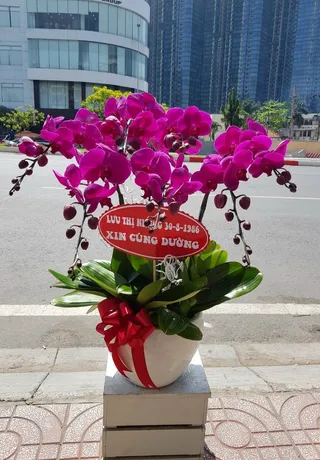 Chậu Lan Hồ Điệp Bình Dương 23