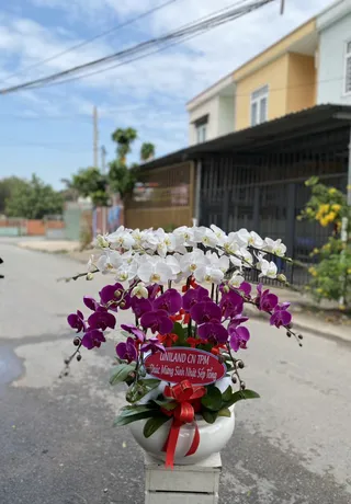 Chậu Lan Hồ Điệp Bình Dương 24