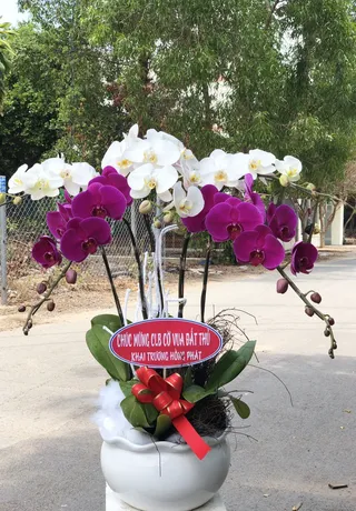 Chậu Lan Hồ Điệp Bình Dương 25