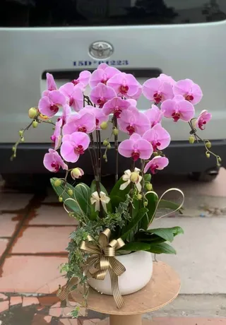 Chậu Lan Hồ Điệp Bình Dương 27