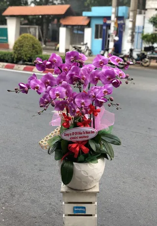 Chậu Lan Hồ Điệp Bình Dương 28