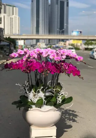 Chậu Lan Hồ Điệp Bình Dương 29