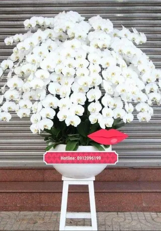 Chậu Lan Hồ Điệp Trắng Tinh Khiết