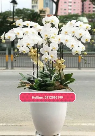 Chậu Lan Hồ Điệp Trắng Tinh Khôi