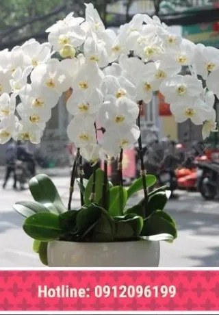 Chậu Lan Hồ Điệp Trắng Hoàn Hảo