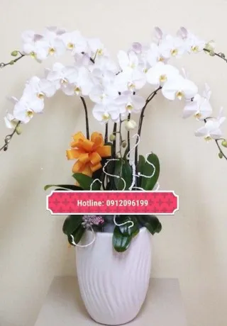 Chậu Lan Hồ Điệp Trắng Hồn Nhiên