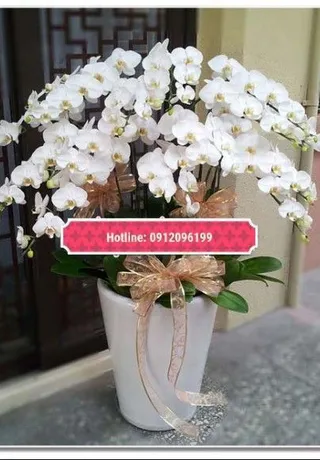 Chậu Lan Hồ Điệp Trắng Sang Trọng