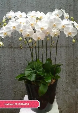 Chậu Lan Hồ Điệp Trắng Lịch Thiệp