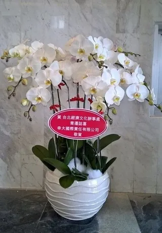 Chậu Lan Hồ Điệp Trắng Thiên Thần