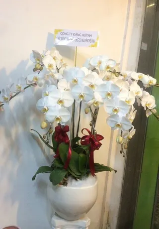 Chậu Lan Hồ Điệp Trắng Thánh Thiện