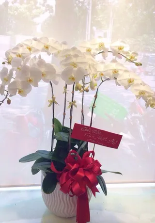 Chậu Lan Hồ Điệp Trắng Trinh Nguyên