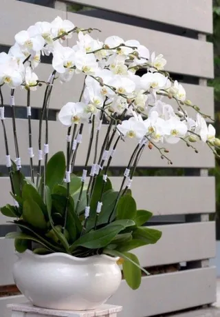Chậu Lan Hồ Điệp Trắng Hoàn Mỹ