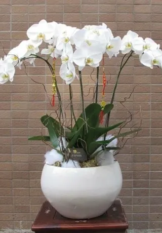 Chậu Lan Hồ Điệp Trắng Tinh Tế