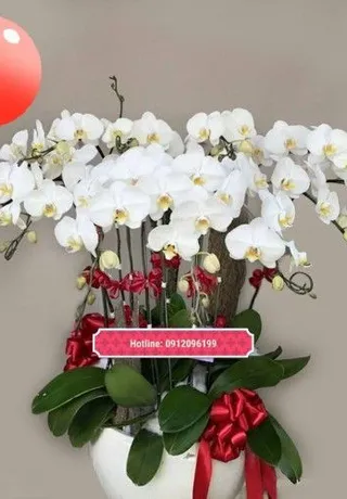 Chậu Lan Hồ Điệp Trắng Cao Sang