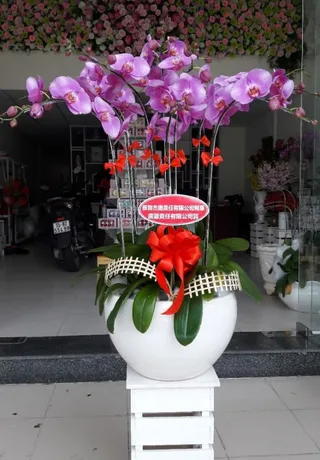 Chậu Lan Hồ Điệp Hồng Sang Trọng