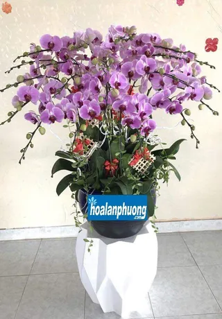 Chậu Lan Hồ Điệp Hồng Tinh Tế