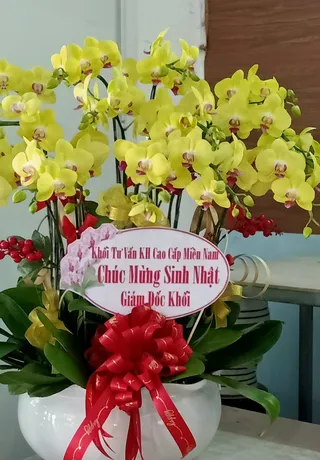 Chậu Lan Hồ Điệp Vàng 14