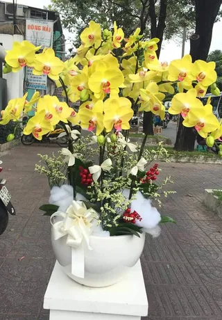 Chậu Lan Hồ Điệp Vàng 15