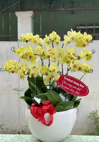 Chậu Lan Hồ Điệp Vàng 17