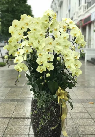Chậu Lan Hồ Điệp Vàng 20