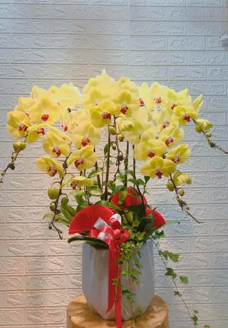 Chậu Lan Hồ Điệp Vàng 21