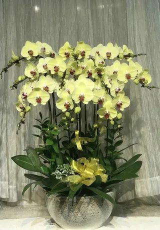Chậu Lan Hồ Điệp Vàng 22