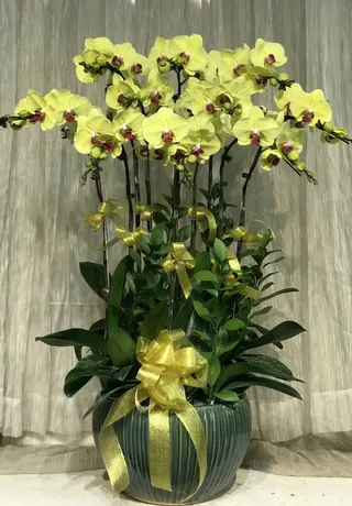 Chậu Lan Hồ Điệp Vàng 24