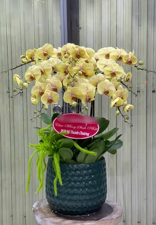 Chậu Lan Hồ Điệp Vàng 26
