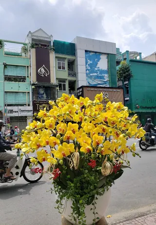 Chậu Lan Hồ Điệp Vàng 28