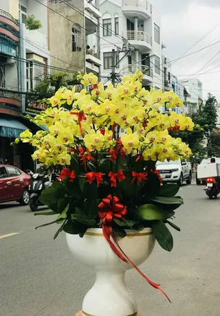 Chậu Lan Hồ Điệp Vàng 31