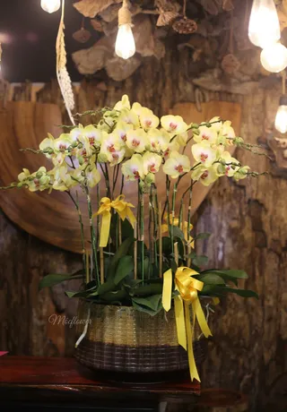 Chậu Lan Hồ Điệp Vàng 32