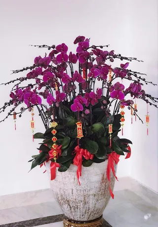 Chậu Lan Hồ Điệp Bình Dương 02